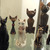 Выставка кошек в галерее Айн-Арта