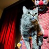 ​«Новогодние танцы с кошками». Театр Юрия Куклачёва