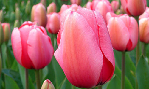 Тысячу цветов любимым мамам вручат трудотрядовцы к 8 марта!