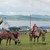Верблюды на фестивальной поляне Шарыповского района