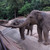 Слоны в Тиаланде священные животные